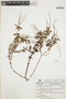 Peperomia galioides Kunth, VENEZUELA, L. E. Ruíz-Terán 12549, F