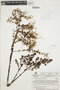 Peperomia galioides Kunth, VENEZUELA, L. E. Ruíz-Terán 8271, F
