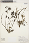Peperomia glabella (Sw.) A. Dietr., PERU, P. J. Barbour 4129, F