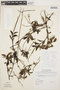 Peperomia glabella (Sw.) A. Dietr., SURINAME, J. van Donselaar 3819, F