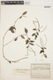 Peperomia glabella (Sw.) A. Dietr., COLOMBIA, J. Cuatrecasas 11103, F