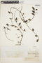 Peperomia glabella (Sw.) A. Dietr., COLOMBIA, K. von Sneidern 5007, F