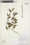Peperomia glabella (Sw.) A. Dietr., ECUADOR, T. B. Croat 92033, F