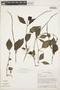 Peperomia glabella (Sw.) A. Dietr., ECUADOR, C. H. Dodson 8712, F