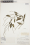 Peperomia glabella (Sw.) A. Dietr., ECUADOR, W. H. Camp E-1489, F