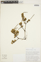 Peperomia hartwegiana Miq., PERU, D. N. Smith 12589, F