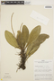 Peperomia obtusifolia (L.) A. Dietr., Peru, J. Schunke Vigo 2378, F