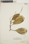 Peperomia obtusifolia (L.) A. Dietr., COLOMBIA, F. C. Lehmann 718, F