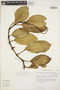 Peperomia obtusifolia (L.) A. Dietr., VENEZUELA, T. C. Plowman 13493, F