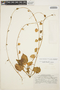 Ullucus tuberosus Caldas, H. E. Stork 10796, F