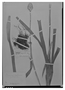 Field Museum photo negatives collection; Madrid specimen of  Bonapartea strobilantha Ruíz & Pav., PERU, H. Ruíz L. 18-May, Holotype, MA