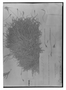 Field Museum photo negatives collection; Madrid specimen of  Tillandsia capillaris Ruíz & Pav., PERU, H. Ruíz L. 11-Sep, Holotype, MA