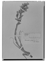 Field Museum photo negatives collection; Madrid specimen of  Tillandsia purpurea Ruíz & Pav., PERU, H. Ruíz L. 09-Sep, Type [status unknown], MA