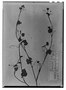 Field Museum photo negatives collection; Paris specimen of  Ranunculus ficarifolia (A. St.-Hil.) Pers., BRAZIL, A. Saint-Hilaire, Type [status unknown], P