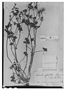 Field Museum photo negatives collection; Paris specimen of  Ranunculus sessiliflora (A. St.-Hil.) Pers., URUGUAY, A. Saint-Hilaire, Type [status unknown], P