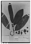 Field Museum photo negatives collection; Paris specimen of  Annona atabapensis Kunth, BRAZIL, F. W. H. A. von Humboldt, Type [status unknown], P