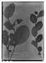 Field Museum photo negatives collection; Paris specimen of  Annona cornifolia A. St.-Hil., BRAZIL, A. Saint-Hilaire, Type [status unknown], P