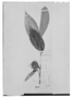 Field Museum photo negatives collection; Paris specimen of  Annona fagifolia A. St.-Hil., BRAZIL, C. Gaudichaud-Beaupré, Holotype, P