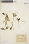 Peperomia pereskiifolia (Jacq.) Kunth, ARGENTINA, P. Balduino Rambo 42035, F