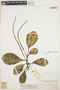 Peperomia obtusifolia (L.) A. Dietr., COLOMBIA, Herb. H. Smith 1252, F