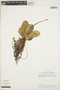 Peperomia obtusifolia (L.) A. Dietr., ECUADOR, M. T. Madison 4469, F