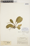 Peperomia obtusifolia (L.) A. Dietr., COLOMBIA, J. Cuatrecasas 8260, F