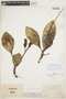 Peperomia obtusifolia (L.) A. Dietr., VENEZUELA, H. H. Rusby 270, F
