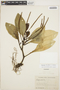 Peperomia obtusifolia (L.) A. Dietr., ECUADOR, M. Acosta Solis 12153, F