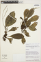 Peperomia obtusifolia (L.) A. Dietr., VENEZUELA, G. Davidse 27240, F
