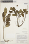 Peperomia obtusifolia (L.) A. Dietr., VENEZUELA, J. A. Steyermark 91150, F