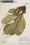 Peperomia obtusifolia (L.) A. Dietr., PERU, J. Schunke Vigo 4918, F