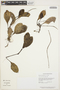Peperomia obtusifolia (L.) A. Dietr., GUYANA, B. Hoffman 649, F