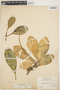 Peperomia obtusifolia (L.) A. Dietr., BOLIVIA, 1328, F