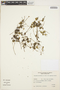 Peperomia pellucida (L.) Kunth, ARGENTINA, A. Krapovickas 39287, F