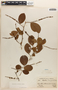 Coccoloba ruiziana Lindau, Peru, A. Weberbauer 6435, F