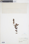 The Pteridological Collections Consortium: An integrative approach to pteridophyte diversity over the last 420 million years - funded by the National Science Foundation (Award No. 1802352)