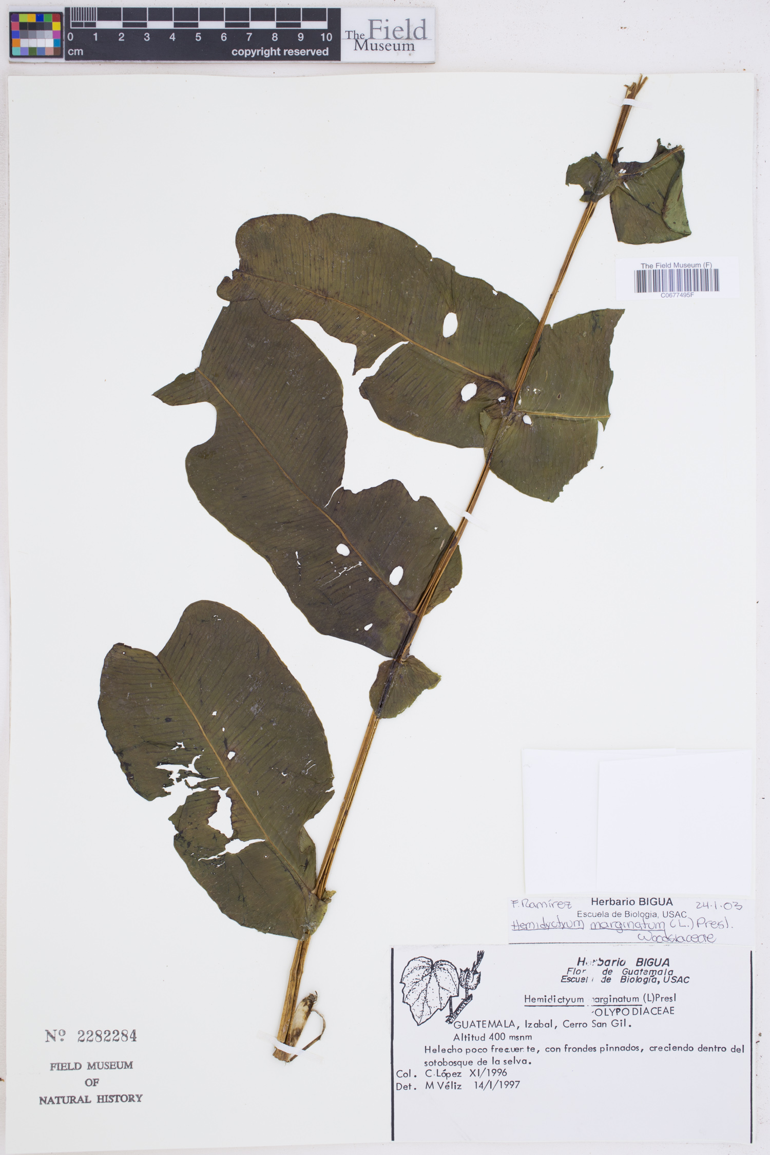 Hemidictyaceae image