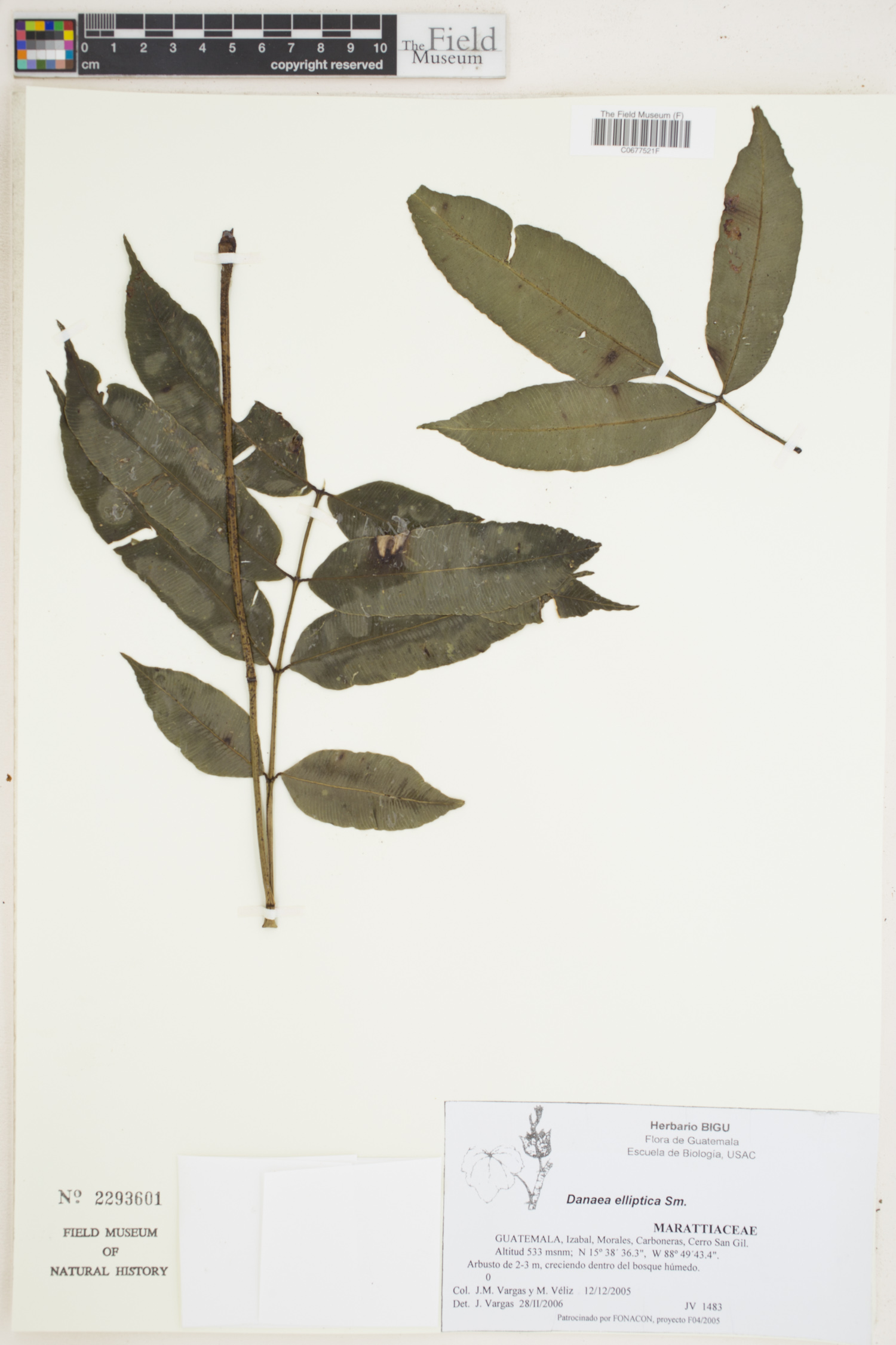 Marattiaceae image
