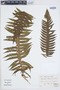 The Pteridological Collections Consortium: An integrative approach to pteridophyte diversity over the last 420 million years - funded by the National Science Foundation (Award No. 1802352)