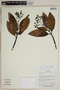 Herbarium SheetV0323627F