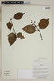 Herbarium SheetV0323632F