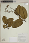 Herbarium SheetV0323635F