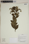 Herbarium SheetV0323660F