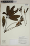 Herbarium SheetV0323662F