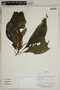 Herbarium SheetV0323670F