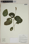 Herbarium SheetV0323671F