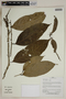 Herbarium SheetV0323672F
