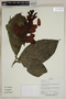 Herbarium SheetV0323675F