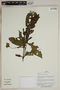 Herbarium SheetV0323676F