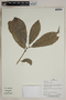 Herbarium SheetV0323681F